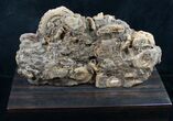 Dactylioceras Ammonite Cluster On Wood Base #8827-5